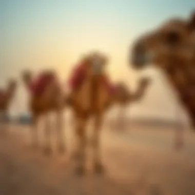 The vibrant atmosphere of the Dubai desert with camels
